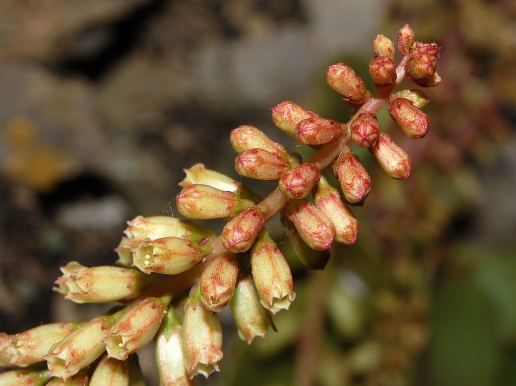 Umbilicus rupestris / Ombelico di Venere